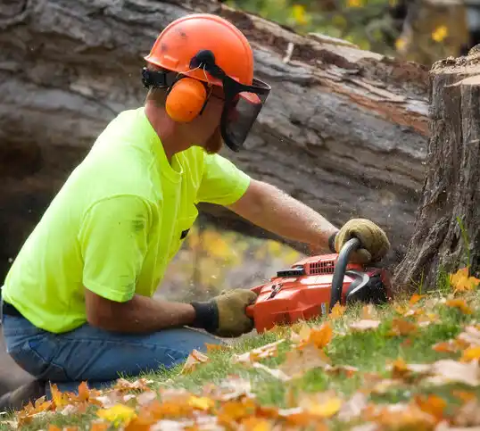 tree services Dorchester